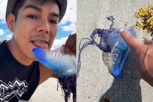 Video: lamió una criatura marina sin saber que era la carabela portuguesa letal