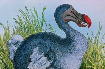 Un fenómeno similar de pérdida de la capacidad de volar se dio en otra especie del Océano Índico, el Dodo, un ave extinta de las islas Mauricio
