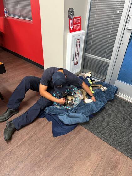 Un fin de semana, Cookie Marie apareció rengueando, visiblemente dolorida.