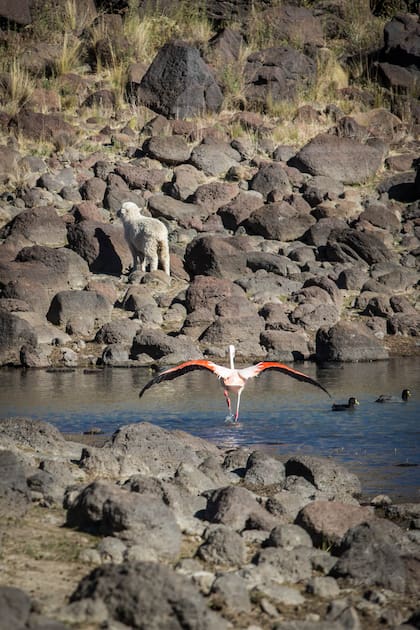 Un flamenco preparándose para volar en el establecimiento Los Flamencos.