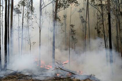 Un foco controlado ardía el domingo entre los árboles cerca Bodalla, Australia, donde los bomberos intentan crear una línea de contención