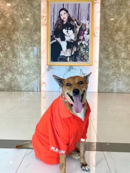 Un fotógrafo de la zona difundió la conmovedora historia de Moo Daeng en redes sociales, logrando que llegara hasta la princesa Siribha Chudabhorn