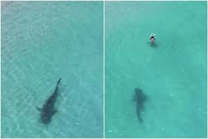 El escalofriante video en el que un tiburón se acerca a un grupo de turistas en la costa