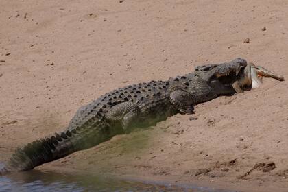 Sucedió en el Parque Nacional Kruger