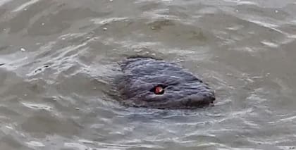 Un fotógrafo se topó con un animal de dudosa procedencia en el Río Támesis y causó furor en las redes