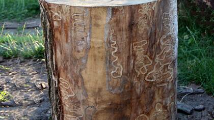 Un fresno talado, con las marcas del escarabajo