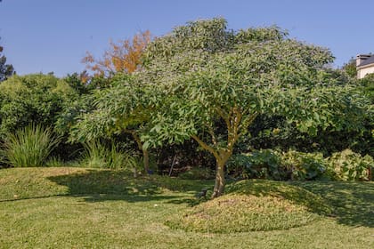 Un fumo bravo acompaña con su forma característica una zona de césped con suaves lomadas