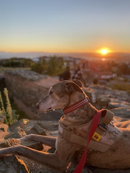 Un galgo de viaje