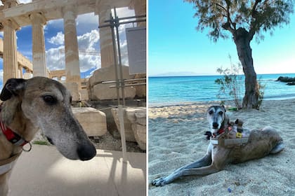 Un galgo de viaje