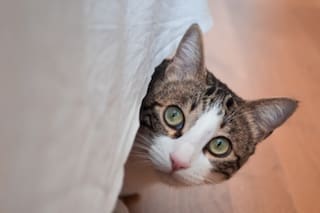 ¿Hablarles a los gatos como a bebés es bueno para ellos? Esto respondió un veterinario