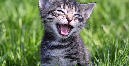 Un gato adulto tiene hasta 16 tipo de vocalizaciones diferentes