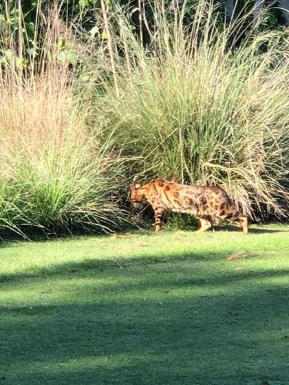 Un gato Bengal visto en una conocida cancha de golf de la Provincia de Buenos Aires el pasado noviembre fue confundido con un animal silvestre. La imagen circuló por WhatsApp.