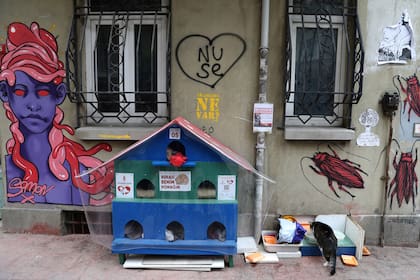 Un gato come al lado de su refugio