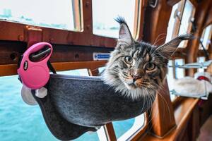 Los gatos que viajan en cruceros de lujo en Singapur