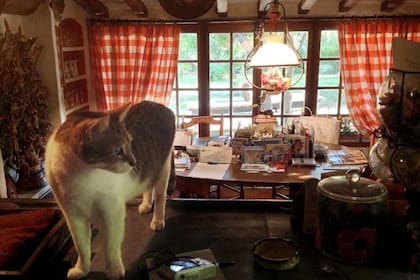 Un gato domina el comedor de la casa de retiro de Brigitte Bardot en la Costa Azul francesa