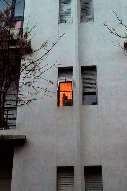 Un gato en la ventana de un edificio (2019, Henry Alvarado)