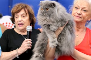Un gato Persa a punto de ser premiado en un concurso de la AFA (Asociación Felina Argentina)