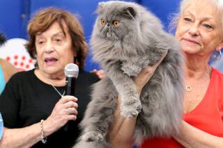 La otra AFA: cómo es la Asociación Felina Argentina dedicada a los gatos de raza