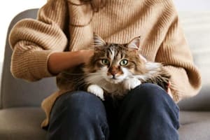 Seis razones por las que tu gato busca subirse a tus piernas y pasar un rato ahí