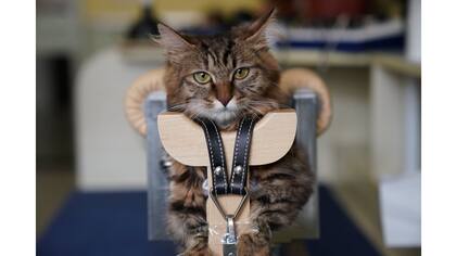 Un gato recibe su tratamiento de 45 minutos