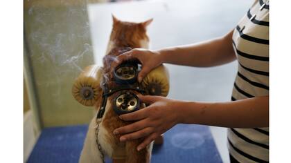Un gato recibe tratamiento de acupuntura y moxibustión
