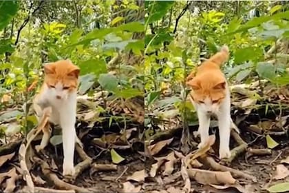 Un gato se defendió de una serpiente y el contenido se volvió viral