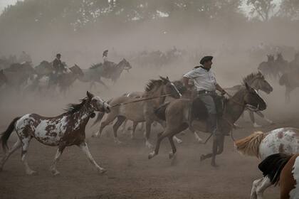 Un gaucho lleva a la "yegua madrina" que tiene un cencerro en su cuello para guiar a los caballos que conforman su tropilla