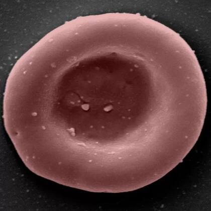 Un glóbulo rojo creado en el laboratorio. Los glóbulos rojos llevan oxígeno y CO2 por el cuerpo