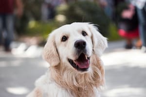 La historia de Cooper, el perro que caminó 27 días para regresar con la familia que lo abandonó