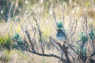 Por el ruido ambiente, los pájaros cambian su canto para encontrar pareja