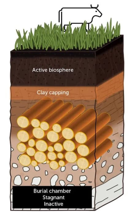 Un gráfico de dónde fue encontrado el tronco milenario