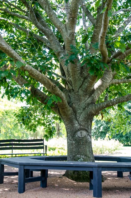Un gran banco realza el imponente roble.
