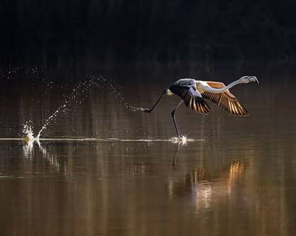 Un gran flamenco (Phoenicopterus roseus) emprende un viaje de migración