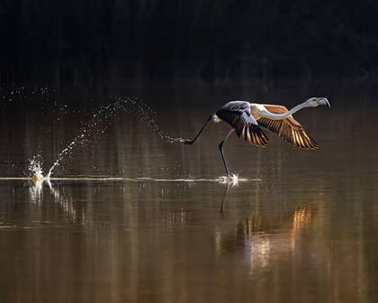 Un gran flamenco (Phoenicopterus roseus) emprende un viaje de migración