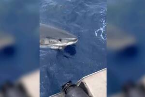 Pescaban desde un bote cuando un enorme tiburón blanco se les apareció cara a cara