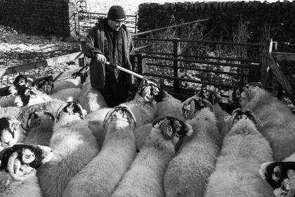 Un granjero lee identificadores electrónicos colocados en las ovejas con un bastón habilitado para ello