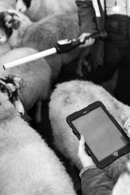 Un granjero lee identificadores electrónicos colocados en las ovejas con un bastón habilitado para ello