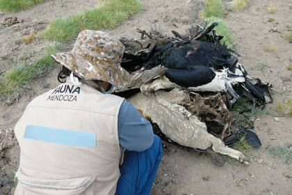 Un grupo de 34 cóndores, un puma, dos ovejas, un cordero y una cabra fueron hallados muertos ayer en la localidad mendocina de Los Molles, en el departamento de Malargüe. Foto: Prensa Min. de Ambiente