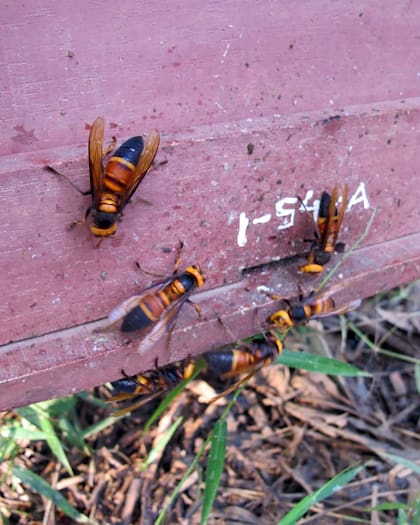 Un grupo de avispones Vespa soror acechando la entrada de un nido de abejas (Heather R. Mattila et al.)