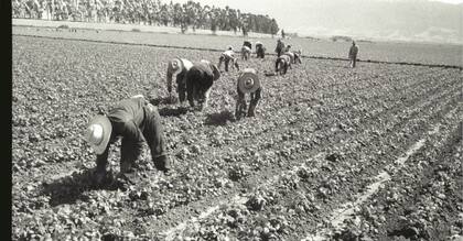 Un grupo de braceros en un cultivo en Salinas, California, en 1956