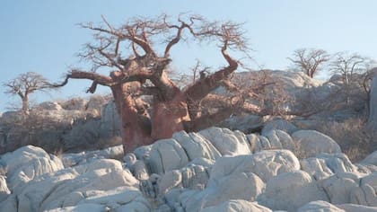 Un grupo de científicos han encontrado pruebas de que los baobab nacieron en Madagascar y se expandieron luego por África y Australia