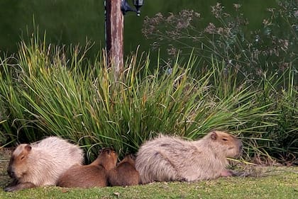 Un grupo de ejemplares descansa dentro de la urbanización