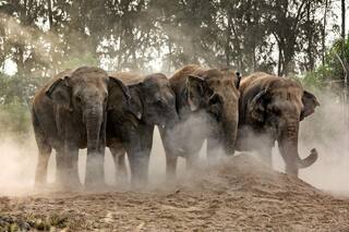 El colosal centro de rescate animal creado por un magnate indio que alojaría a 90 felinos del zoo de Luján