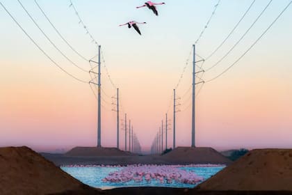 Un grupo de flamencos en un santuario de Walvis Bay, Namibia