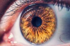 Proponen usar una celda solar en la retina para devolver la visión a personas ciegas