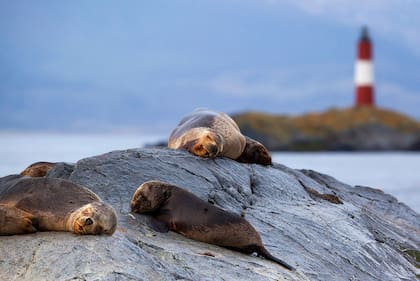 Un grupo de lobos marinos en el Canal de Baeagle, con el faro Les Eclaireurs en el fondo