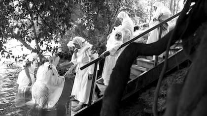 Un grupo de mandeos participa de una ceremonia de bautismo en Australia (Mark Kolbe)