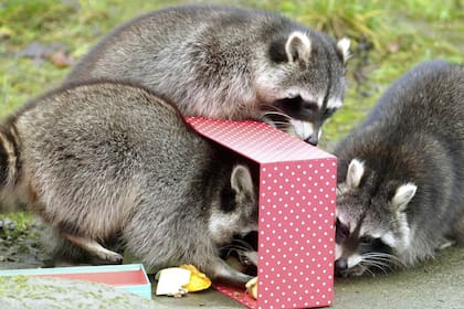 los mapaches son unos mamíferos que habitan en bosques, áreas rurales y urbanas