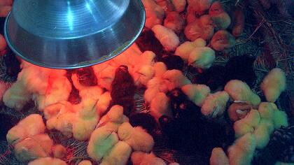 Un grupo de pollitos calentándose bajo una luz para que se mantengan a la temperatura adecuada