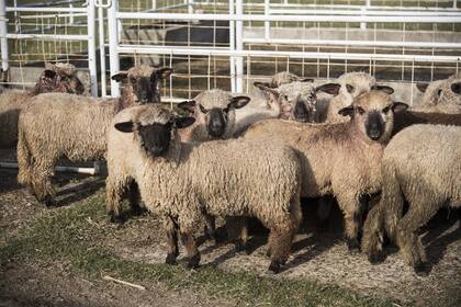 La carne y lana ovina estarán exentos del 15% de las retenciones